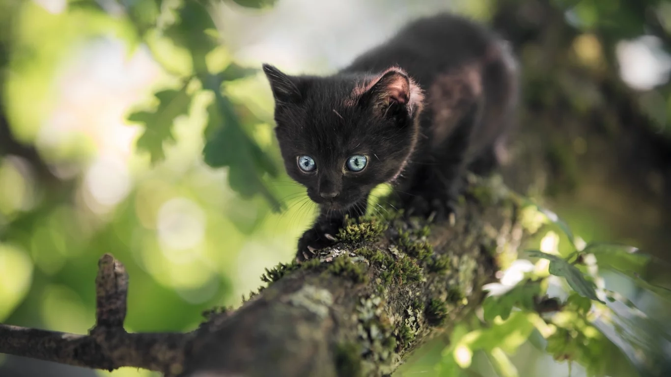 котёнок, маленький, на дереве
