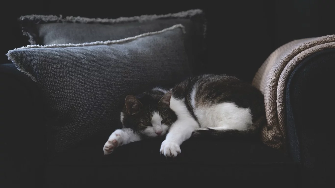 кошка, животное, спит