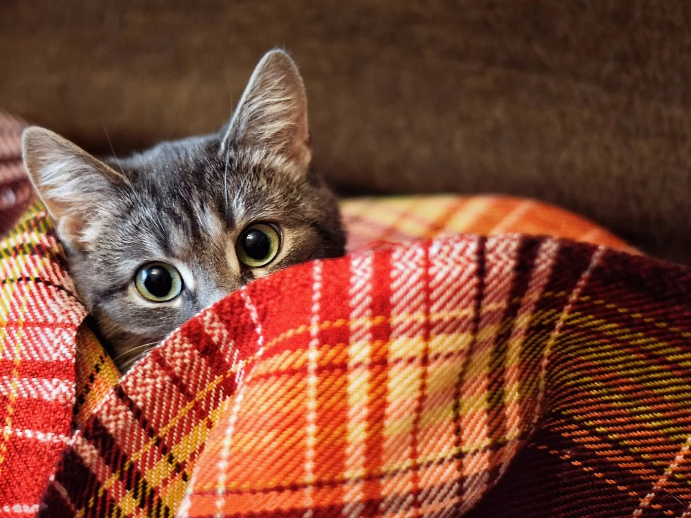 кот, животное, выглядывает
