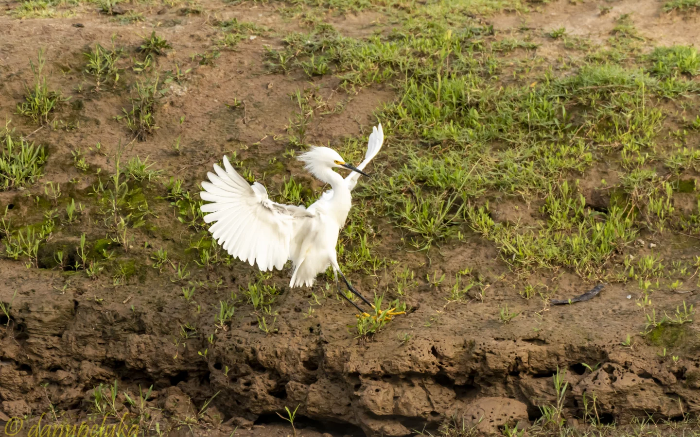 bird, nature, field, fligh