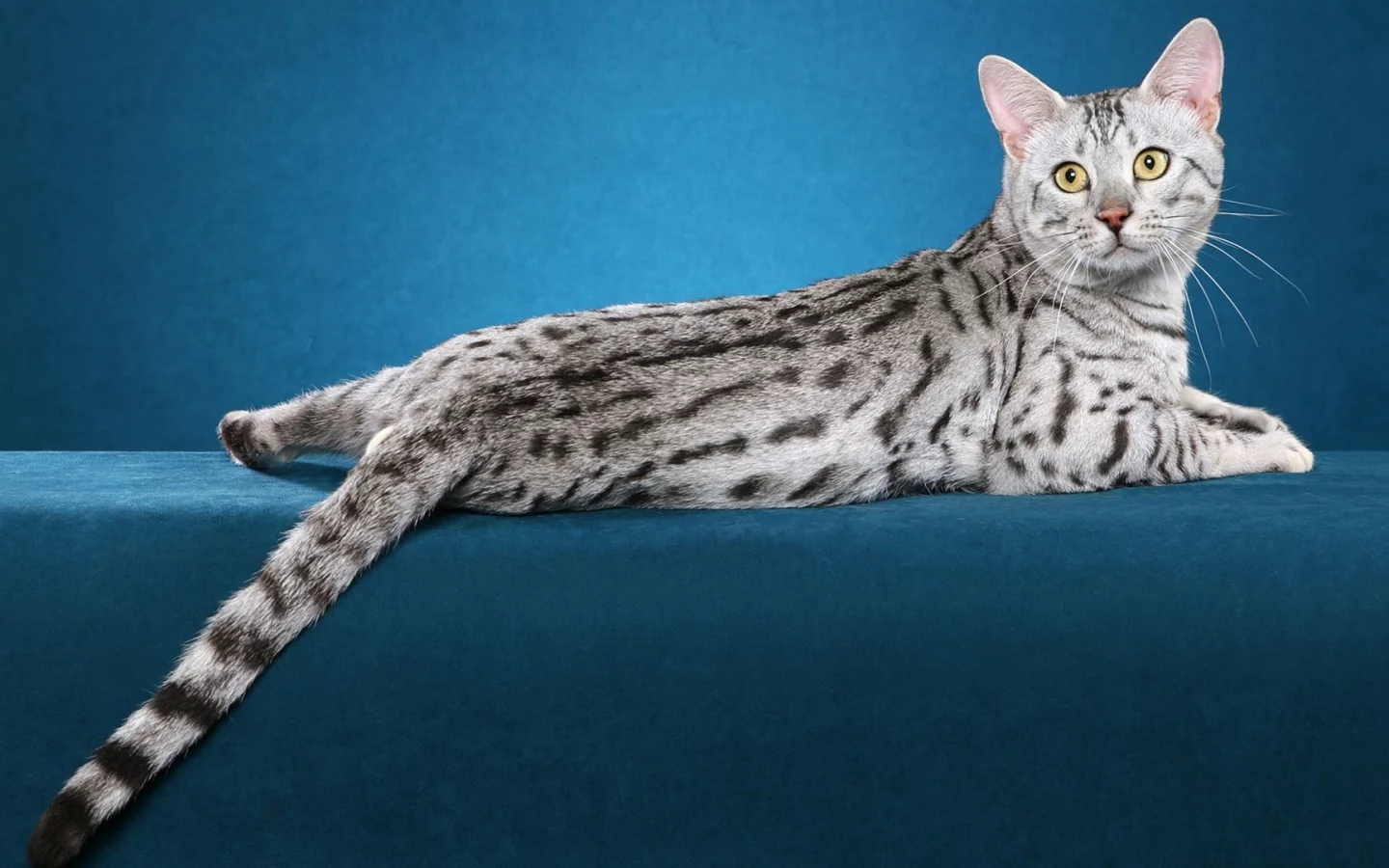 кошка, взгляд, животное