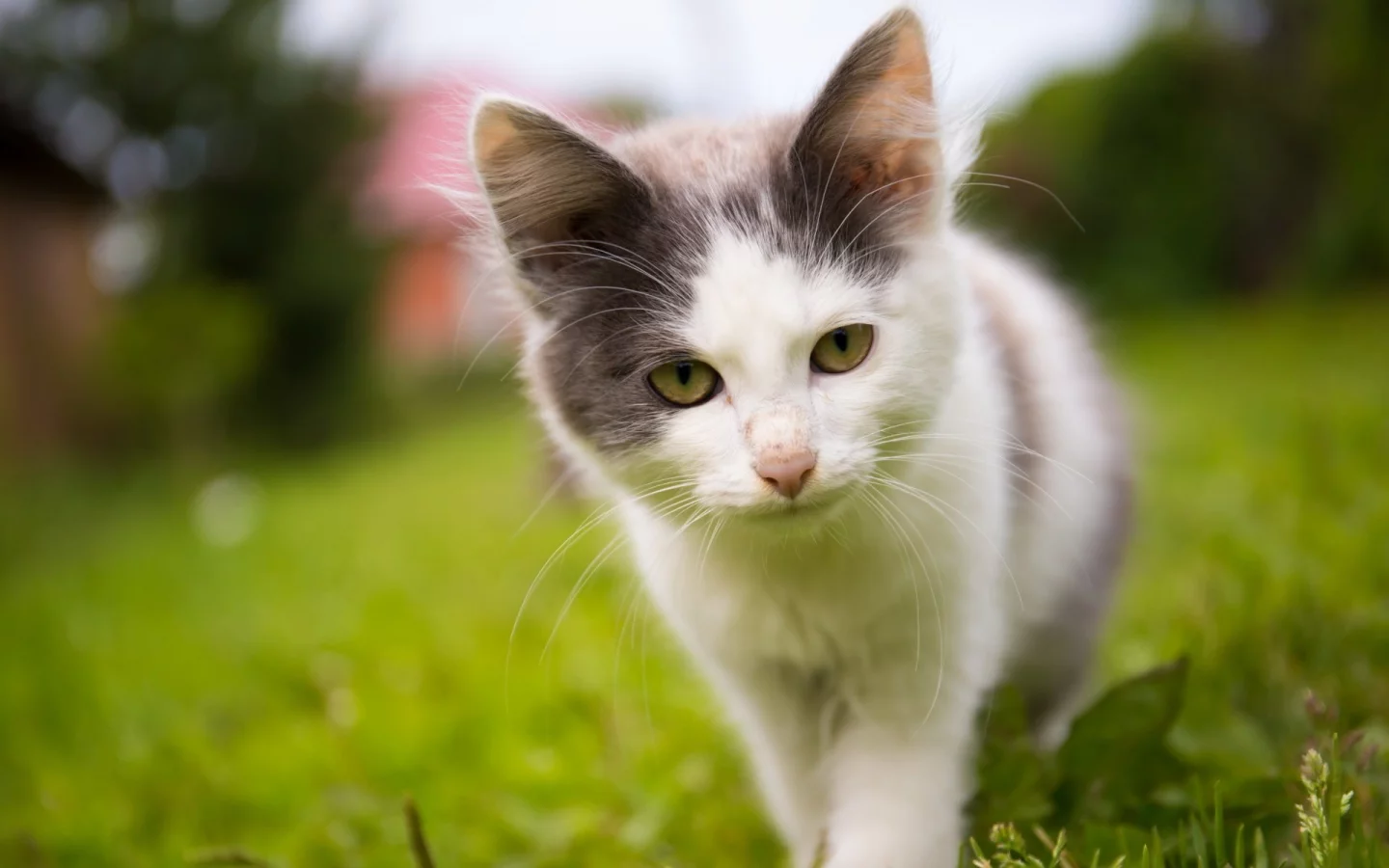 котёнок, взгляд