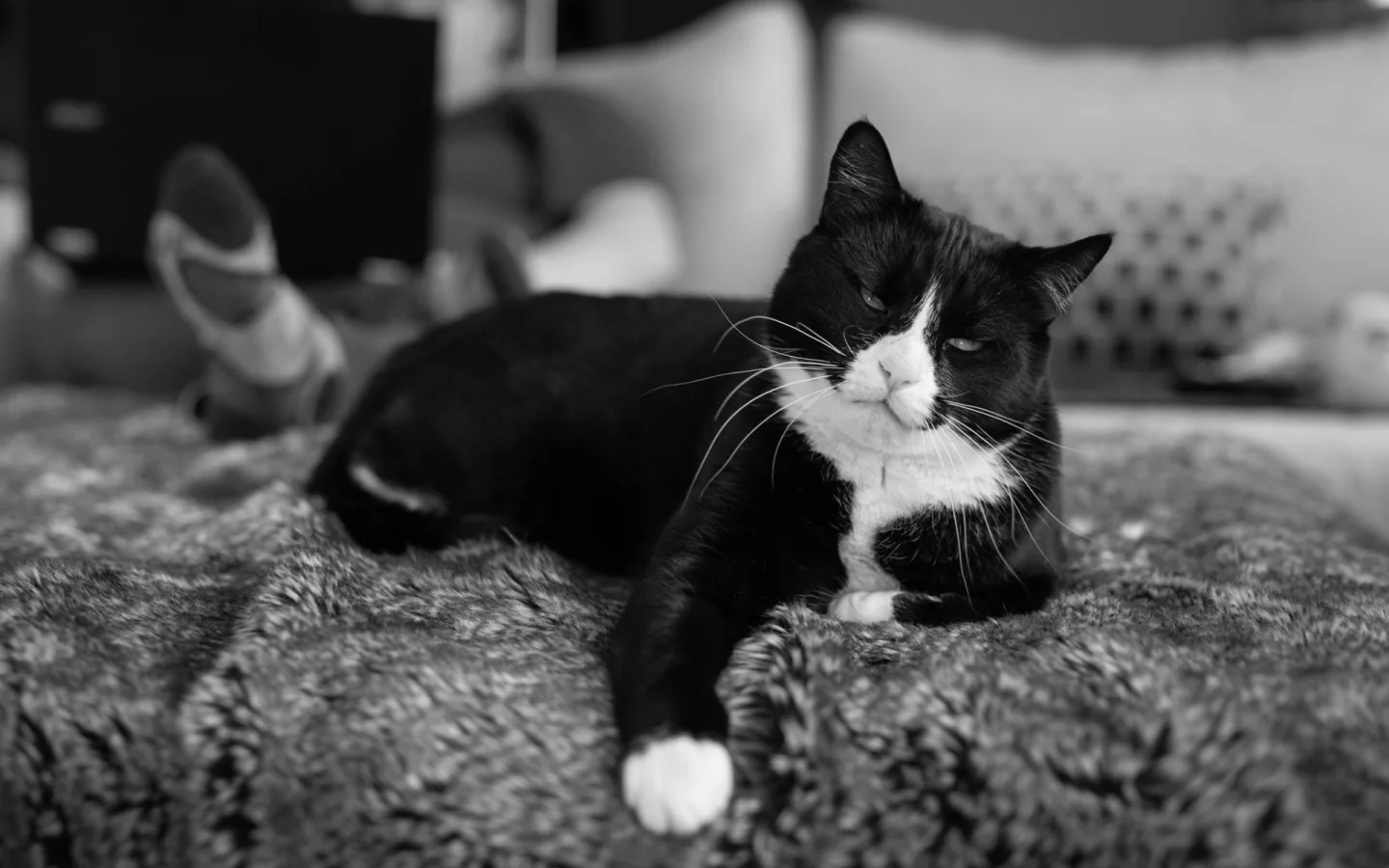 кот, животное