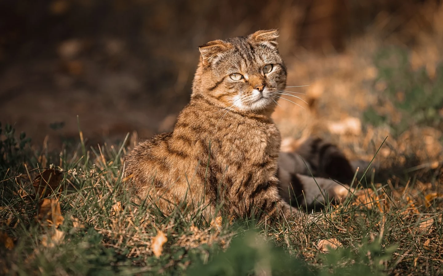 кот, взгляд