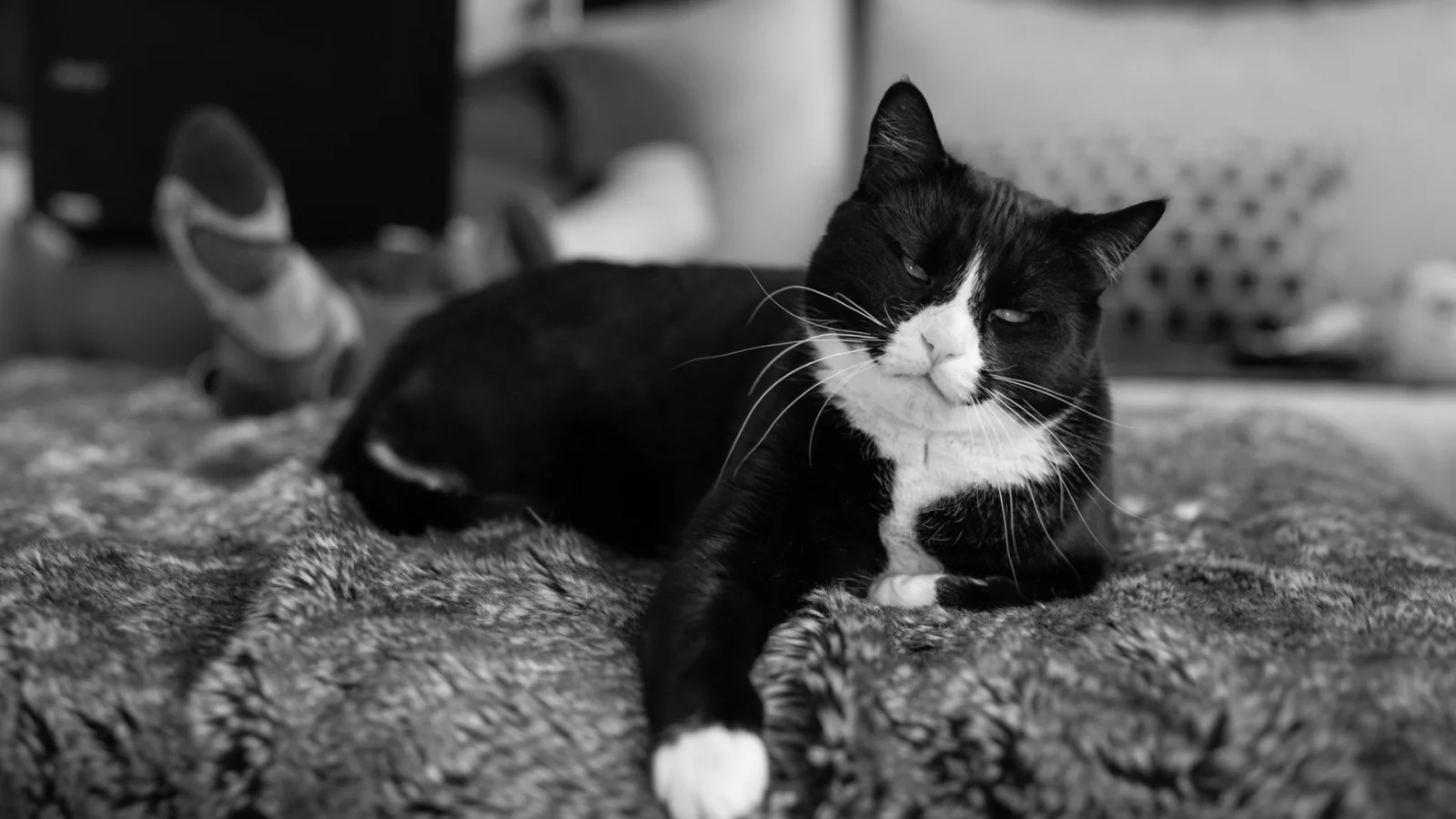 кот, животное