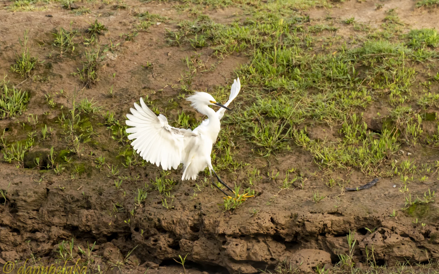 bird, nature, field, fligh