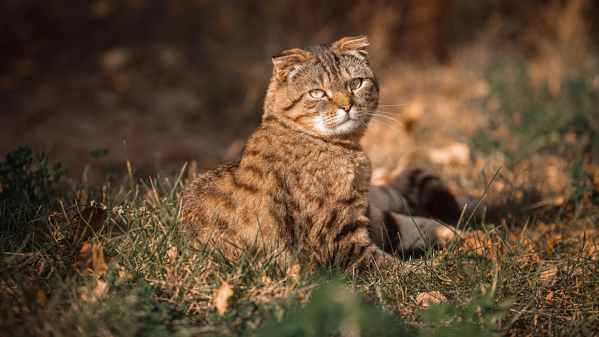 кот, взгляд