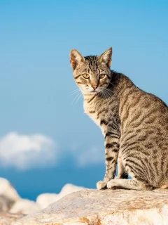 кот, животное, взгляд