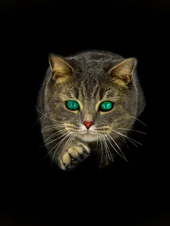 кот, взгляд, зелёные глаза