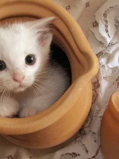 котёнок, маленький, сидит в кувшине