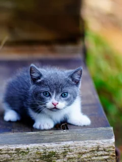 котёнок, маленький