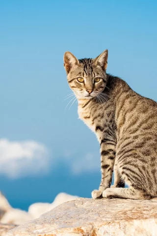 кот, животное, взгляд