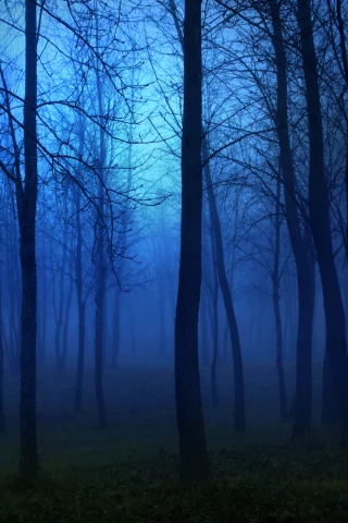 лес, деревья, туман