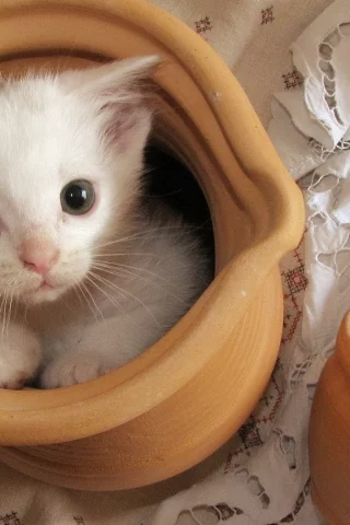 котёнок, маленький, сидит в кувшине