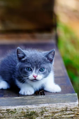котёнок, маленький
