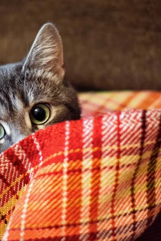 кот, животное, выглядывает
