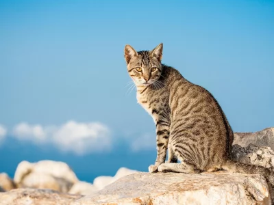 кот, животное, взгляд