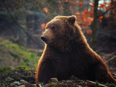 медведь, животное