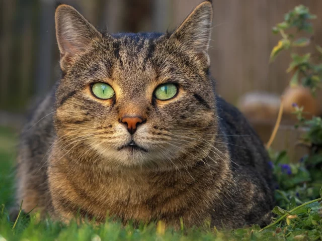 кот, взгляд