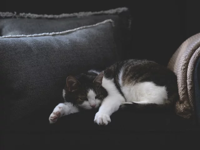 кошка, животное, спит