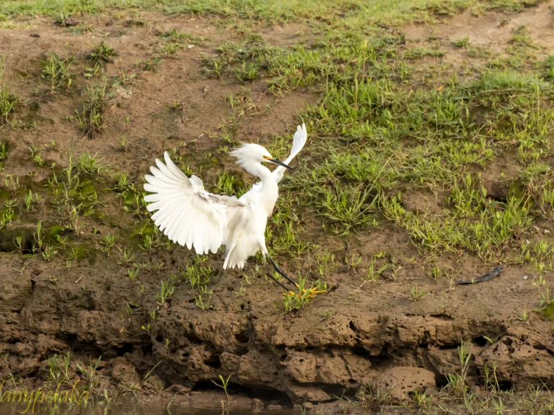 bird, nature, field, fligh
