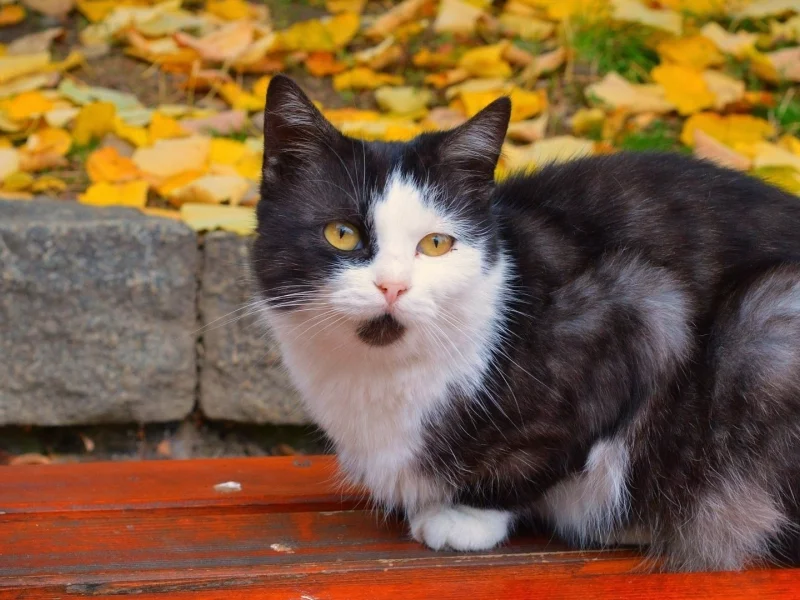 кошка, взгляд, животное
