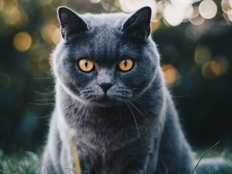 кот, взгляд