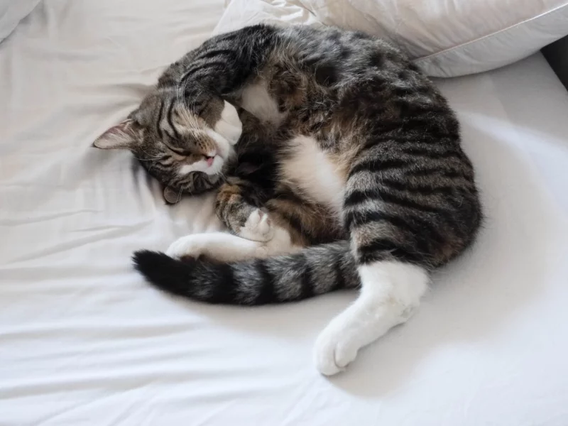 кот, спит