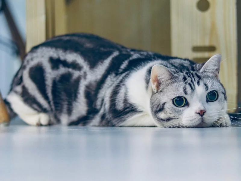 кошка, животное, лежит