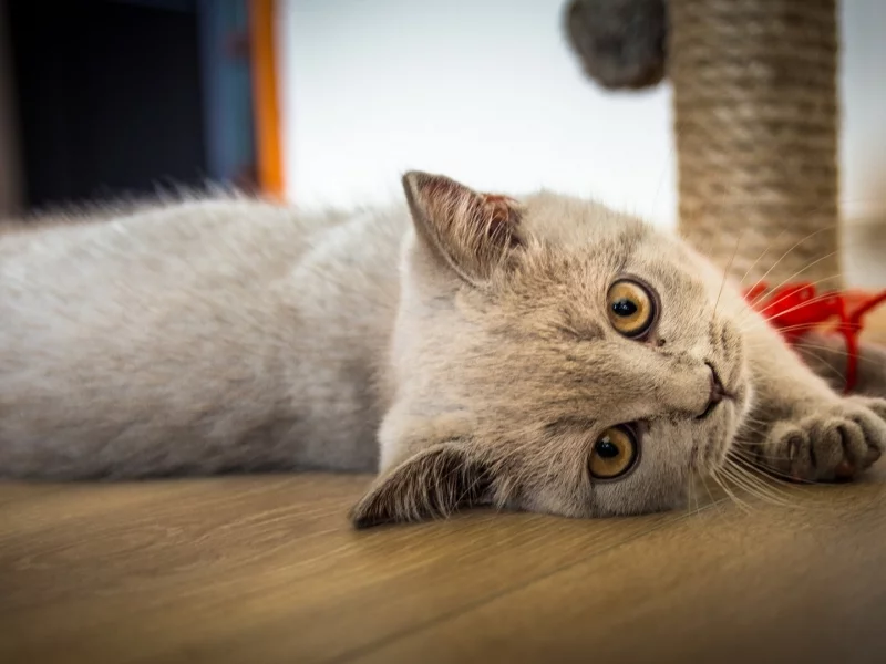 кот, взгляд, лежит