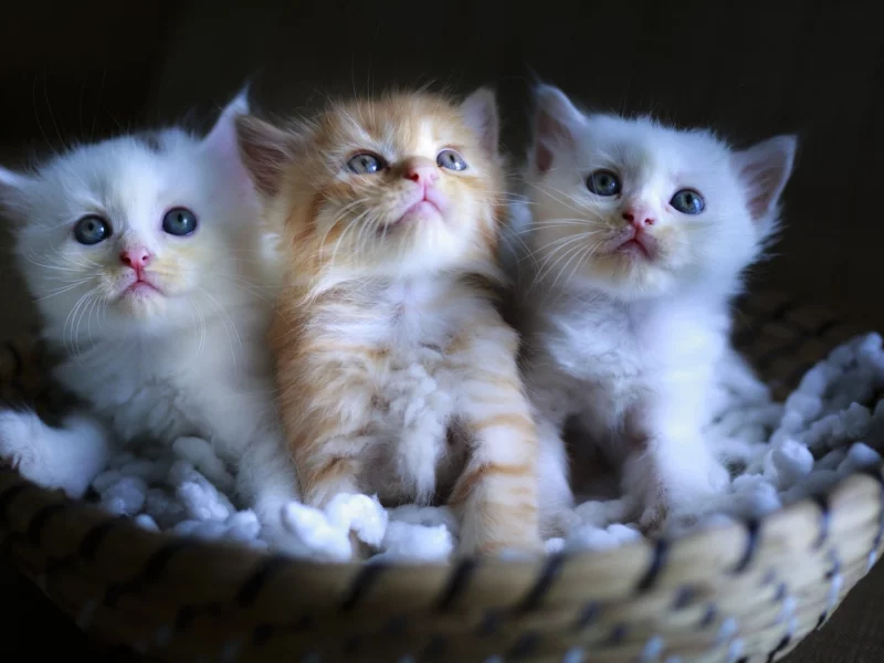 котята, маленькие