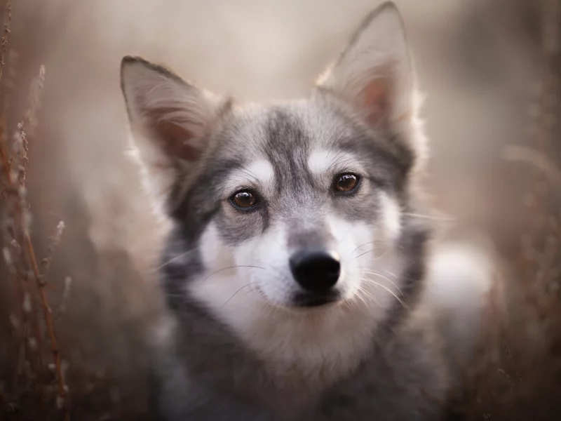 собака, животное