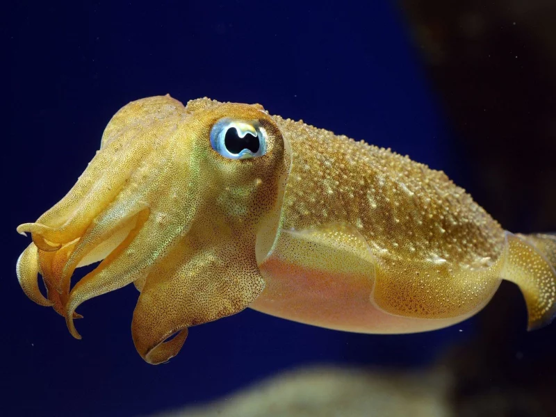 океан, чудище, cephalopod