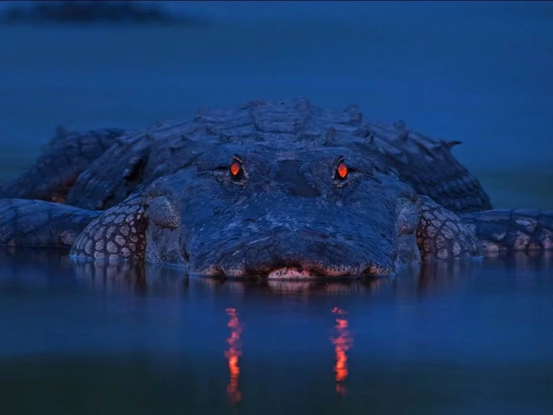 alligator, аллигатор, рептилия