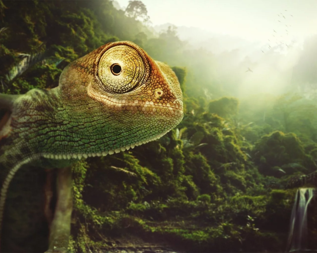 пресмыкающееся, хамелеон, chameleon