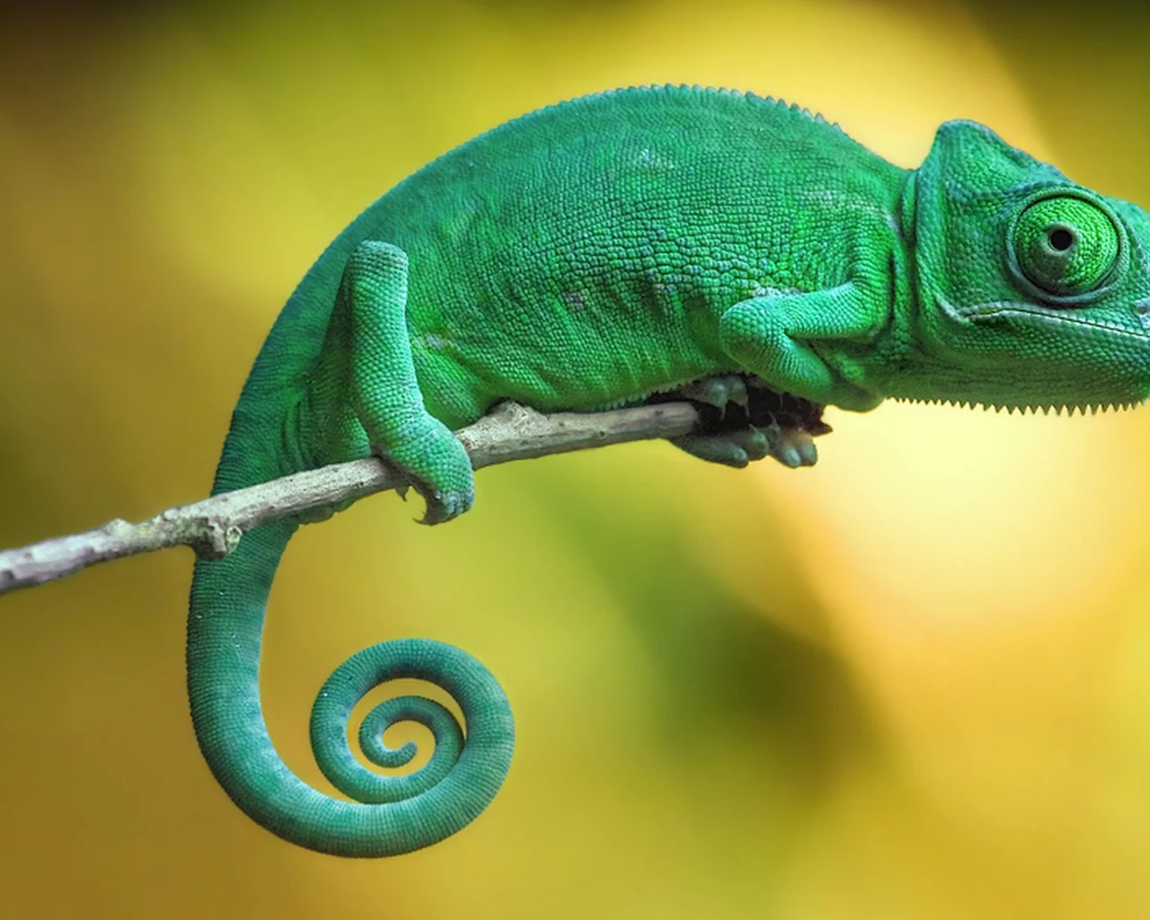 пресмыкающееся, хамелеон, chameleon