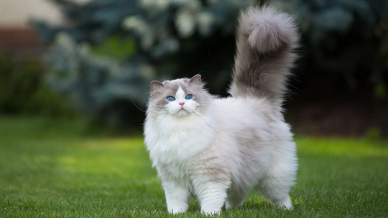 кошка, животное, пушистая