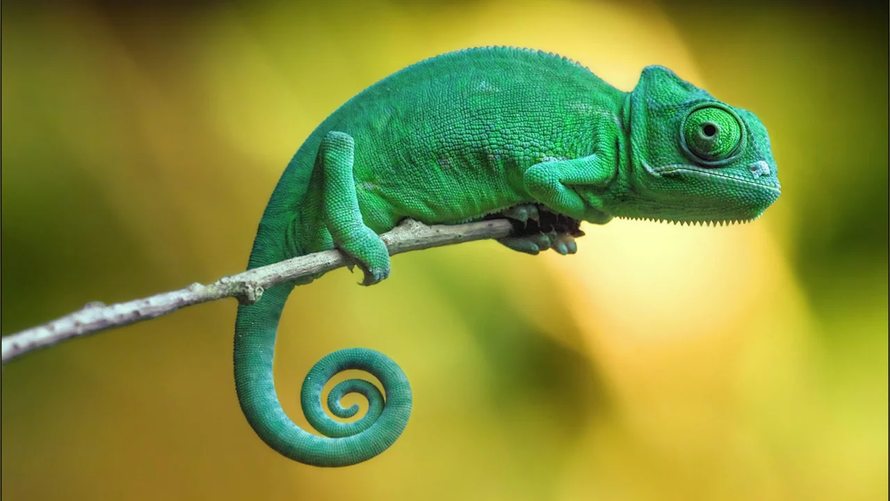 пресмыкающееся, хамелеон, chameleon