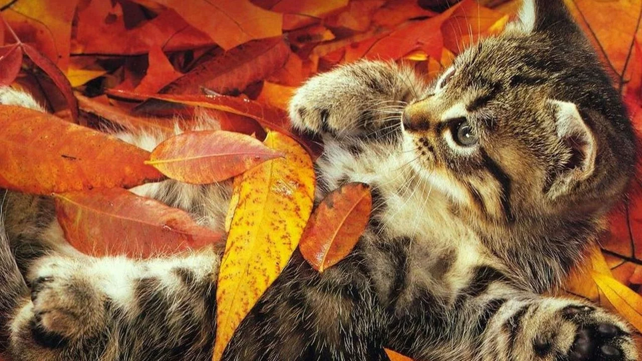 котёнок, маленький, листопад, осень