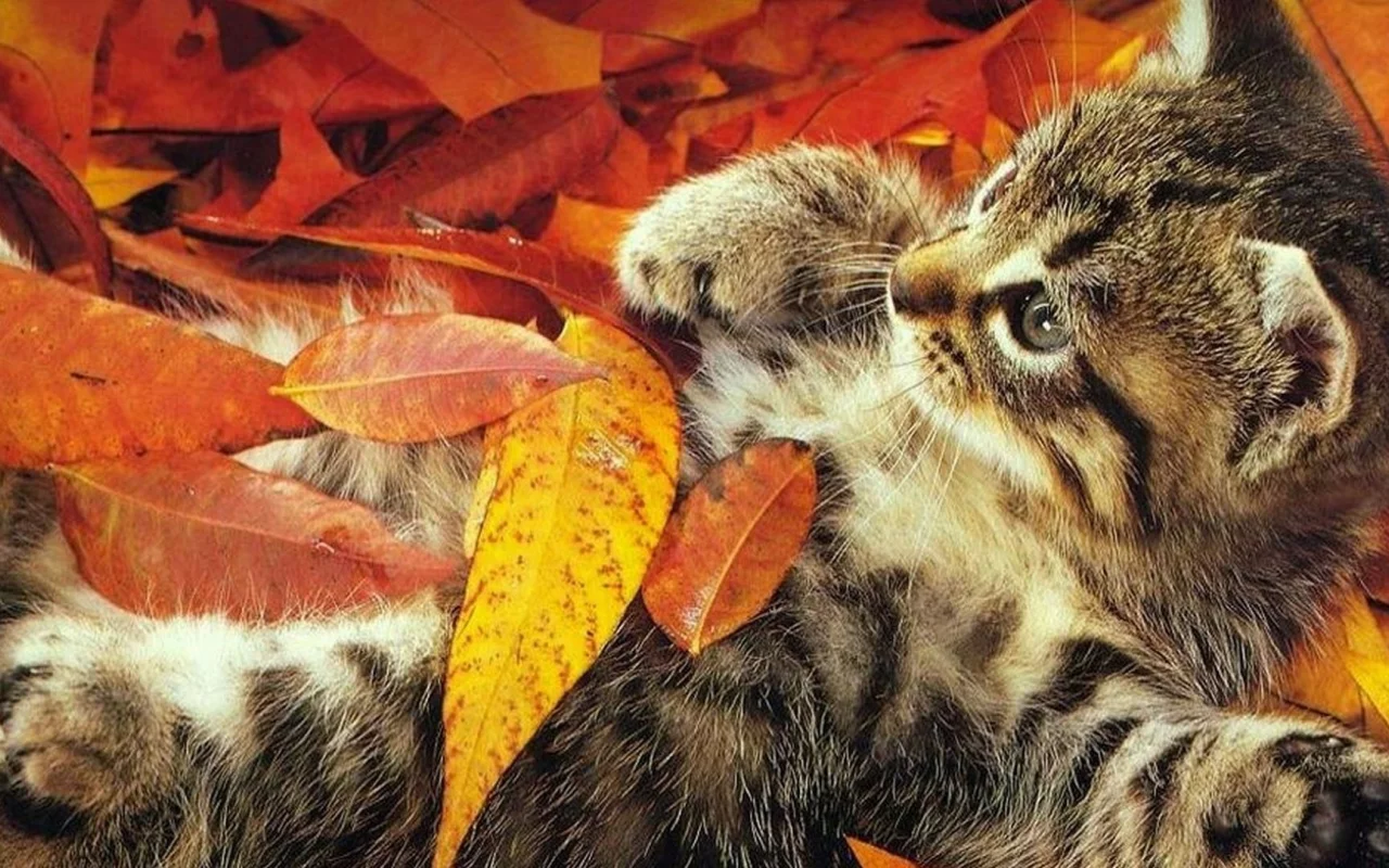 котёнок, маленький, листопад, осень