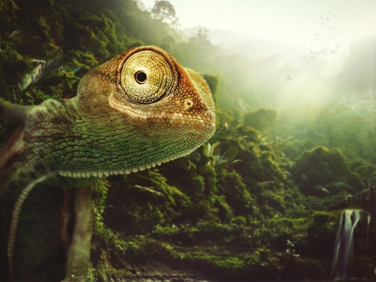 пресмыкающееся, хамелеон, chameleon