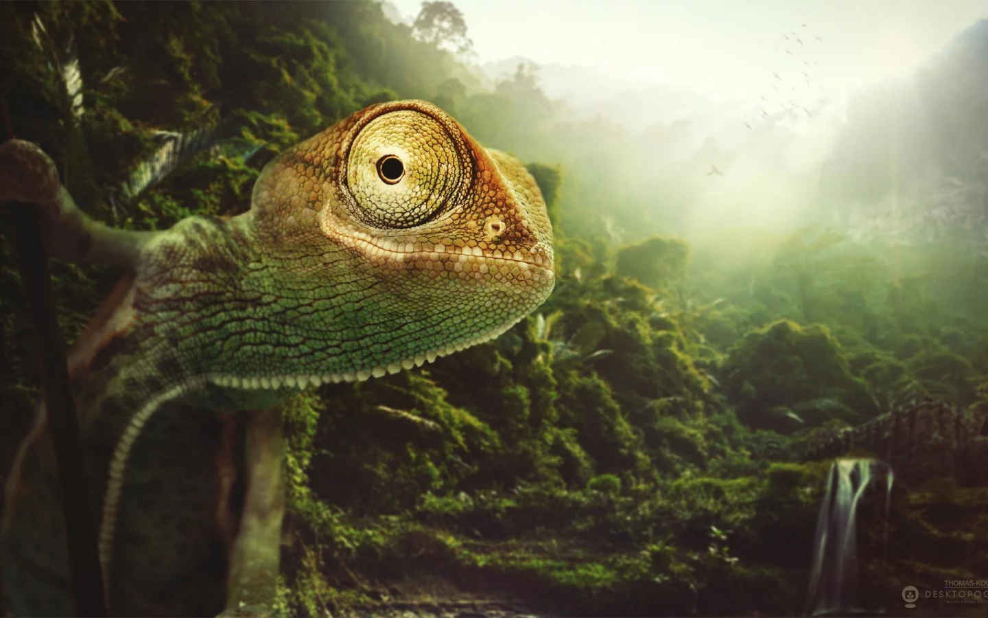 пресмыкающееся, хамелеон, chameleon
