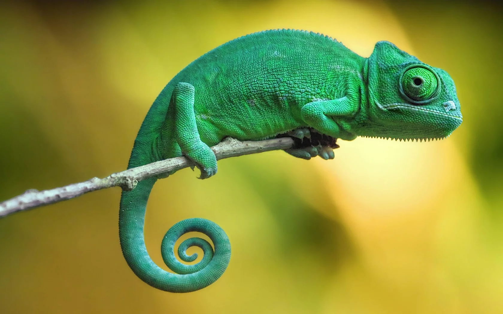 пресмыкающееся, хамелеон, chameleon