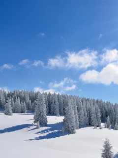 снег, деревья, зима
