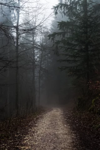 лес, деревья