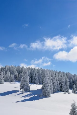 снег, деревья, зима