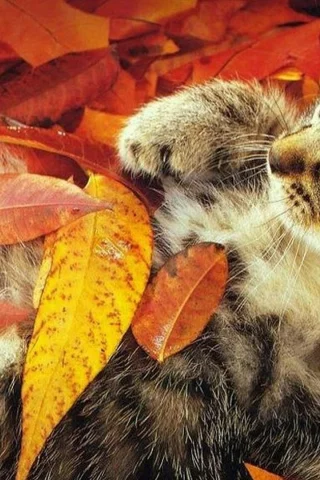 котёнок, маленький, листопад, осень