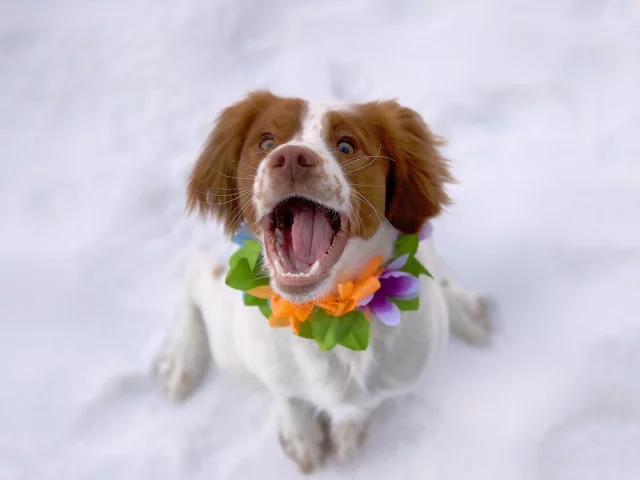 собака, животное
