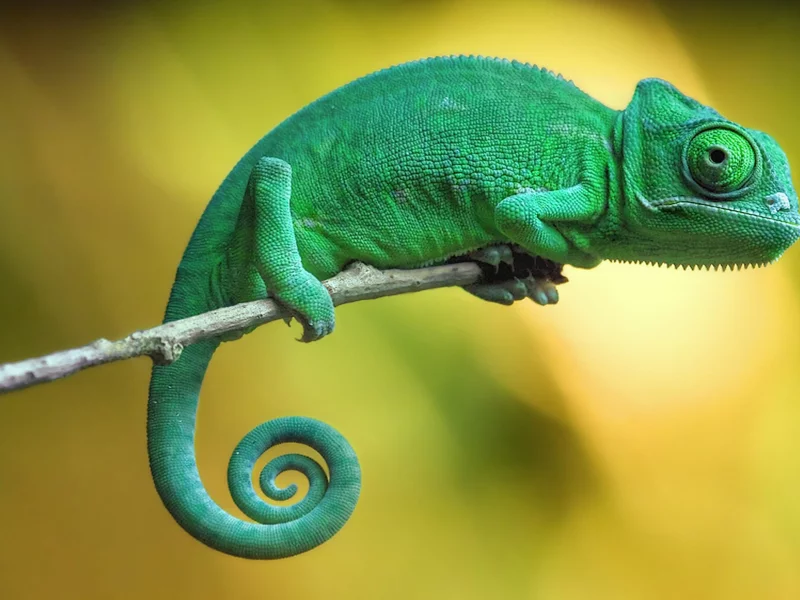 пресмыкающееся, хамелеон, chameleon