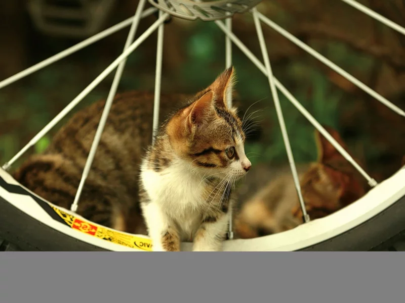 котёнок, в колесе